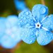 blue-flower-2197679_1920